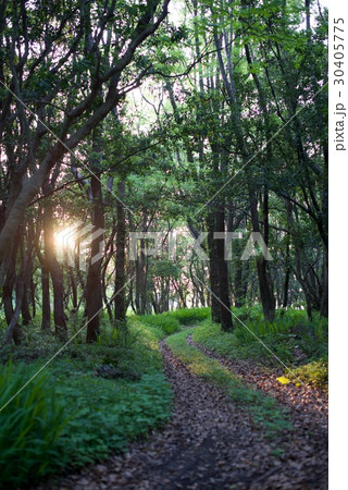 黒潮町の入野海岸で海をみた風景 黒潮町の入野海岸で海をみた風景 30405775
