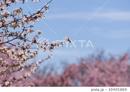 福住小川公園 30405869