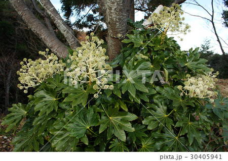 ヤツデの花とつぼみ いわき市三崎公園 ヤツデの花とつぼみ いわき市三崎公園 30405941