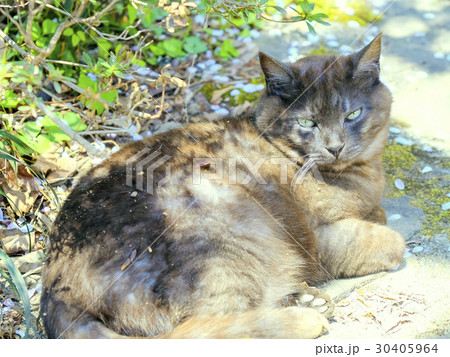 猫のまなざし 猫のまなざし 30405964