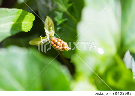 スミレ すみれ 種 30405995