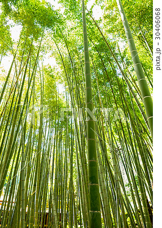 鎌倉報国寺　ミシュランガイド三つ星 30406068