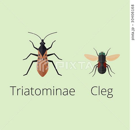 Colorful insects icons isolated wildlife wing 30406168