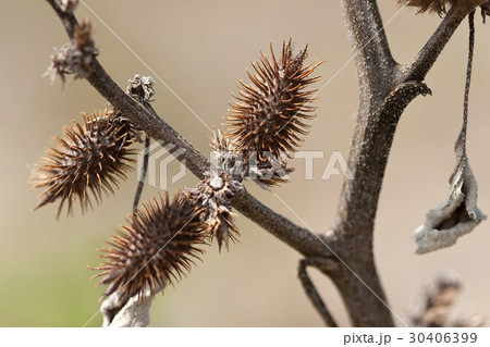 オナモミの実 東松島町宮戸島の写真素材