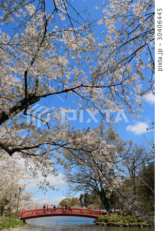 須坂市臥竜公園の桜 30406445