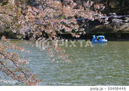 須坂市臥竜公園の桜 30406448