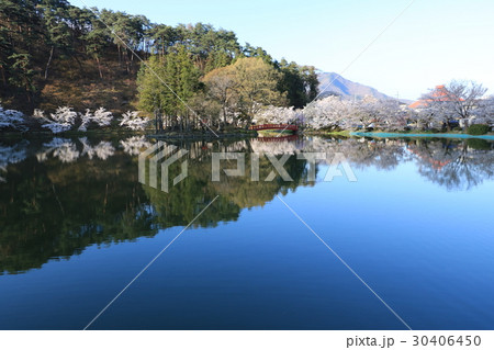 須坂市臥竜公園の桜 30406450