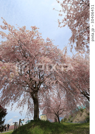 ピンク色のしだれ桜 30406451