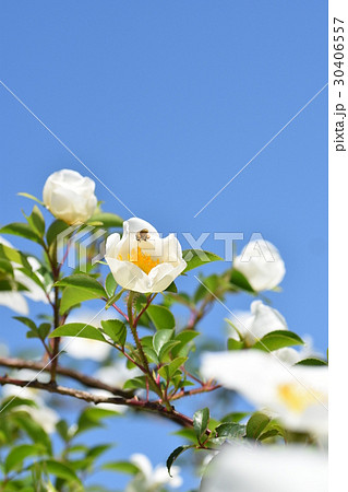 日本ミツバチと白いバラの花 美白のイメージ ばら バラ 薔薇 みつばち ミツバチ 美肌 美白の写真素材