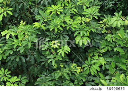 自然 植物 フカノキ、四月の石垣島。『うりずん』の季節らしく若葉が沢山生えてきています 自然 植物 フカノキ、四月の石垣島。『うりずん』の季節らしく若葉が沢山生えてきています 30406636