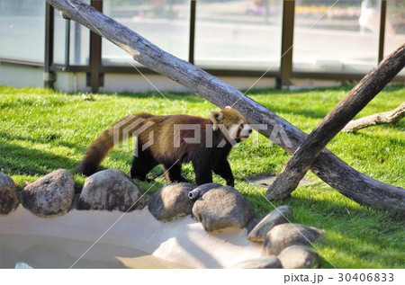 お散歩レッサーパンダ お散歩レッサーパンダ 30406833