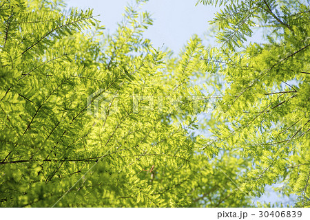 ラクウショウの新緑 30406839