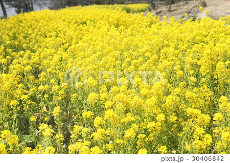 フラワーセンターの菜の花 フラワーセンターの菜の花 30406842