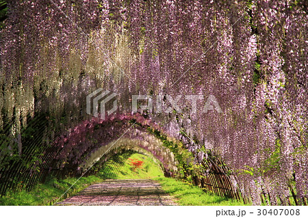 河内藤園 河内藤園 30407008