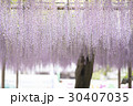 藤の花 30407035