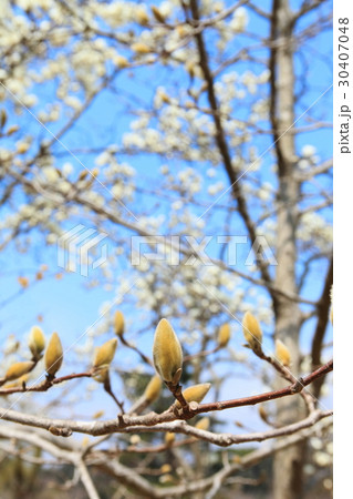 ハクモクレンのつぼみ ハクモクレンのつぼみ 30407048