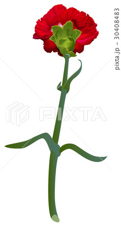 Red carnation flower backside isolated on white Red carnation flower backside isolated on white 30408483