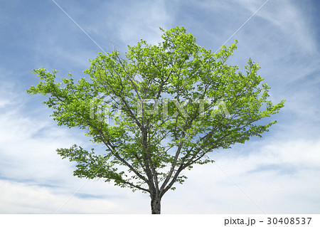 新緑の木 30408537