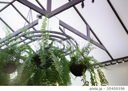 Hanging Green Plant Pot From Roof Hanging Green Plant Pot From Roof 30409396