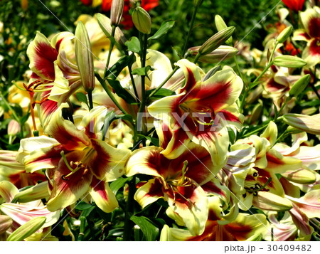 舞州ゆり園 30409482