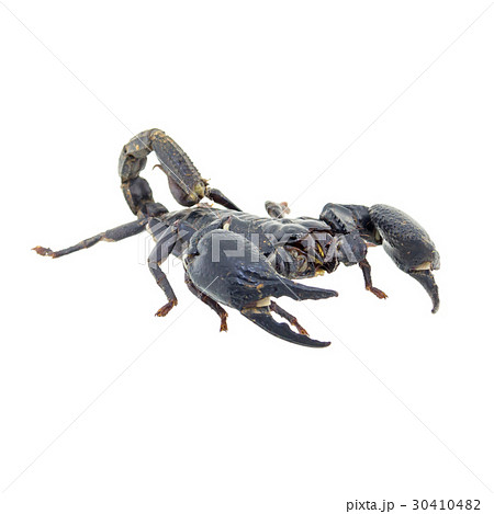 Scorpion isolated on white background 30410482