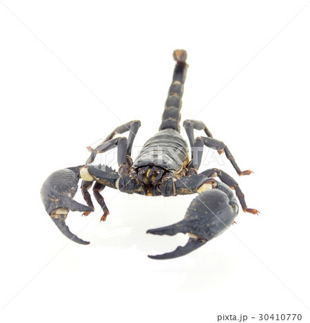 Scorpion isolated on white background Scorpion isolated on white background 30410770