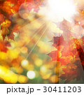 Fall Leaves and Sunlight. Autumn Background 30411203