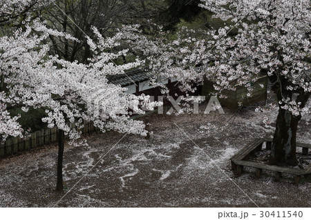 落花に覆われた枡形山 30411540
