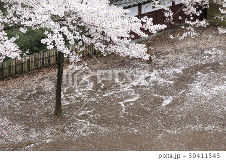 落花に覆われた枡形山 30411545