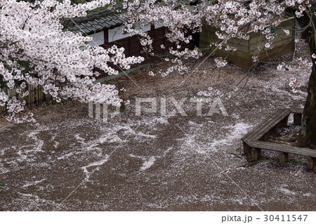 落花に覆われた枡形山 30411547