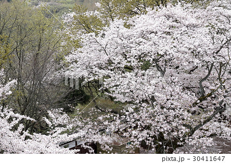 落花に覆われた枡形山 落花に覆われた枡形山 30411647