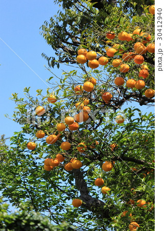 沢山の夏みかんと青空 沢山の夏みかんと青空 30412940