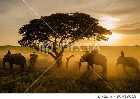 Farmers in Thailand, Surin Elephant in harvesting 30413019