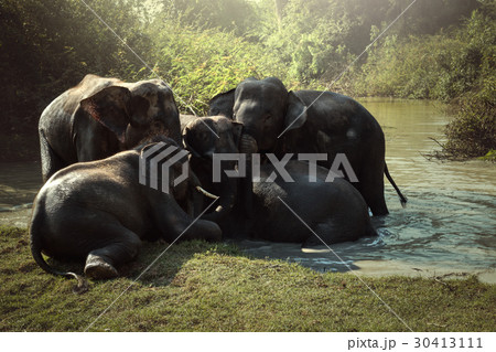 Elephants in pond Elephants in pond 30413111