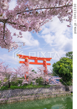 京都　平安神宮の大鳥居と桜　 30413330
