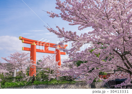 京都　平安神宮の大鳥居と桜　 30413331
