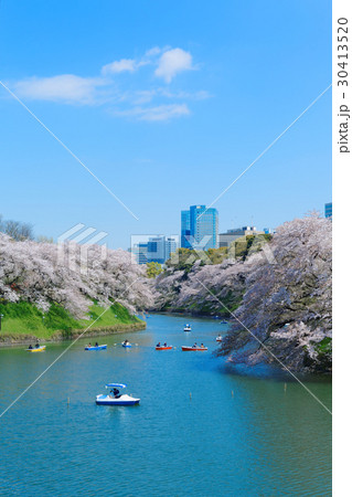 千鳥ヶ淵の満開の桜とボート遊びの花見客  30413520