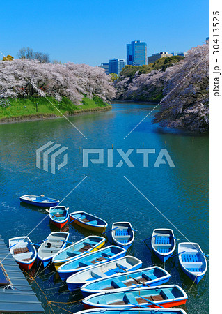 千鳥ヶ淵の満開の桜とレジャーボート 千鳥ヶ淵の満開の桜とレジャーボート 30413526