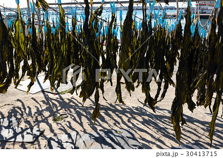 天日干しされた海藻とその影、佐島漁港(横須賀、神奈川県) 天日干しされた海藻とその影、佐島漁港(横須賀、神奈川県) 30413715