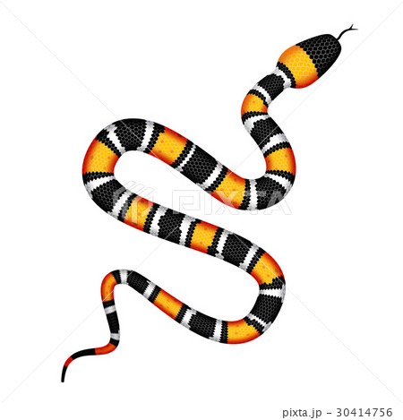 Vector 3d Illustration Of Coral Snakeのイラスト素材