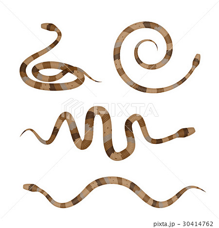 Vector 3d Illustration of Coral Snake 30414762