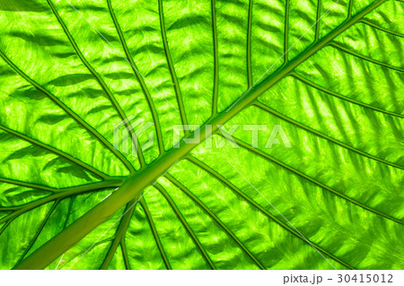 green caladium leaf with lighting through at leaf 30415012