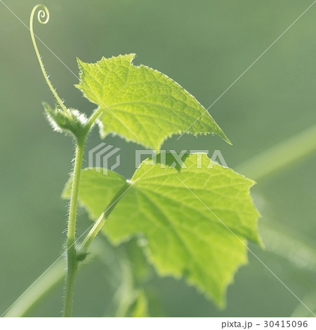 swirls and tendrils of the plants cucumber swirls and tendrils of the plants cucumber 30415096