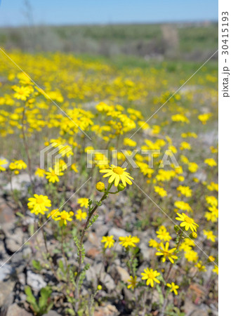 Yellow Ragwort flowers Yellow Ragwort flowers 30415193