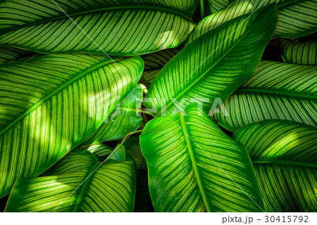 Green leaf texture, pattern leaves on dark light 30415792