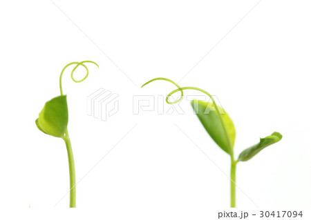 豆苗の会話 30417094