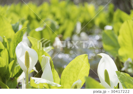 ミズバショウ - 刺巻湿原ミズバショウ群生地 ミズバショウ - 刺巻湿原ミズバショウ群生地 30417222