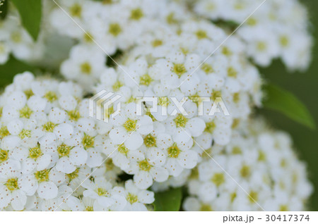 こでまり 30417374