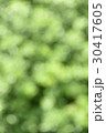 屋外ポートレート背景用素材04 30417605