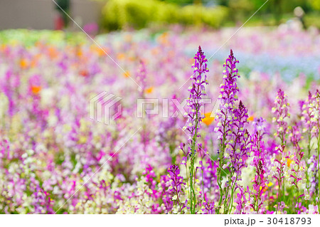 138タワーの花畑 30418793